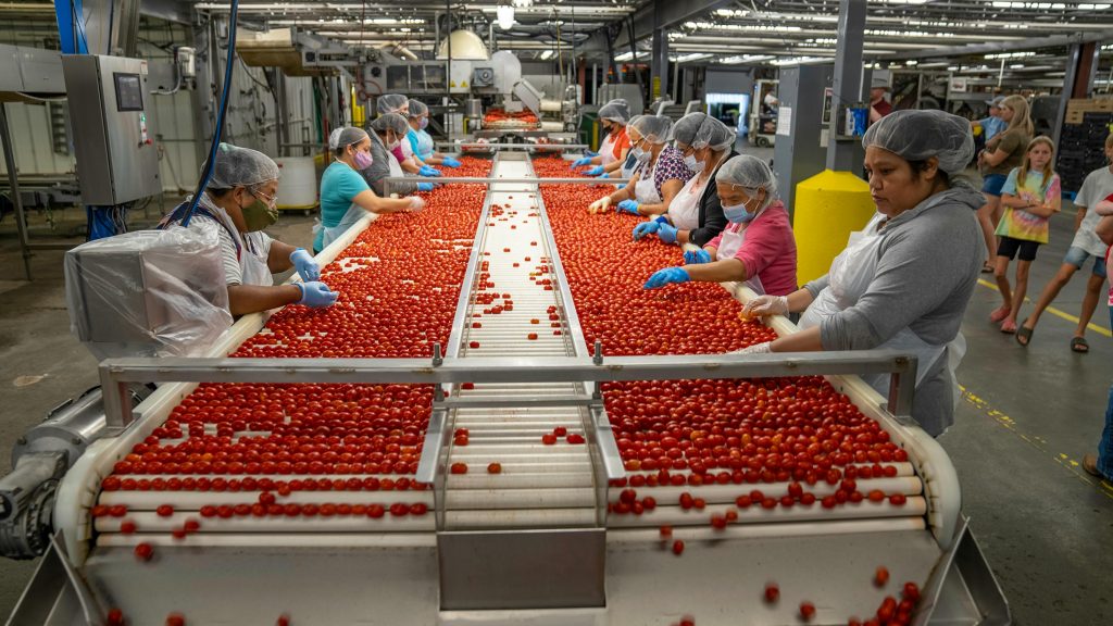 Food Conveyors